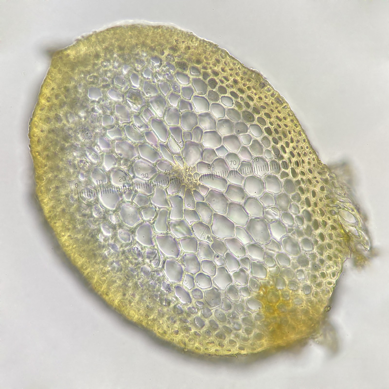 Callicladium haldanianum